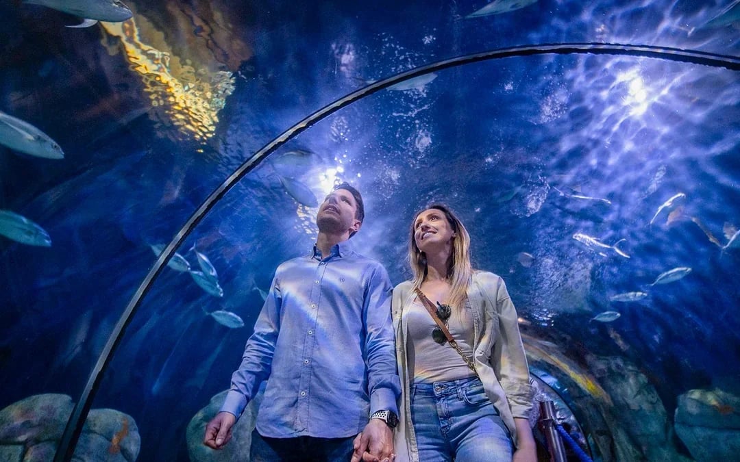 Combo: Oceanogràfic + Science Museum + Hemisfèric Tickets Image 1