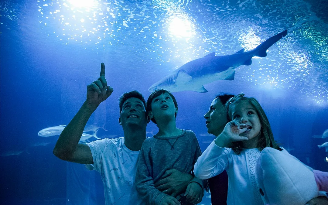 Combo: Oceanogràfic + Science Museum Tickets Image 3
