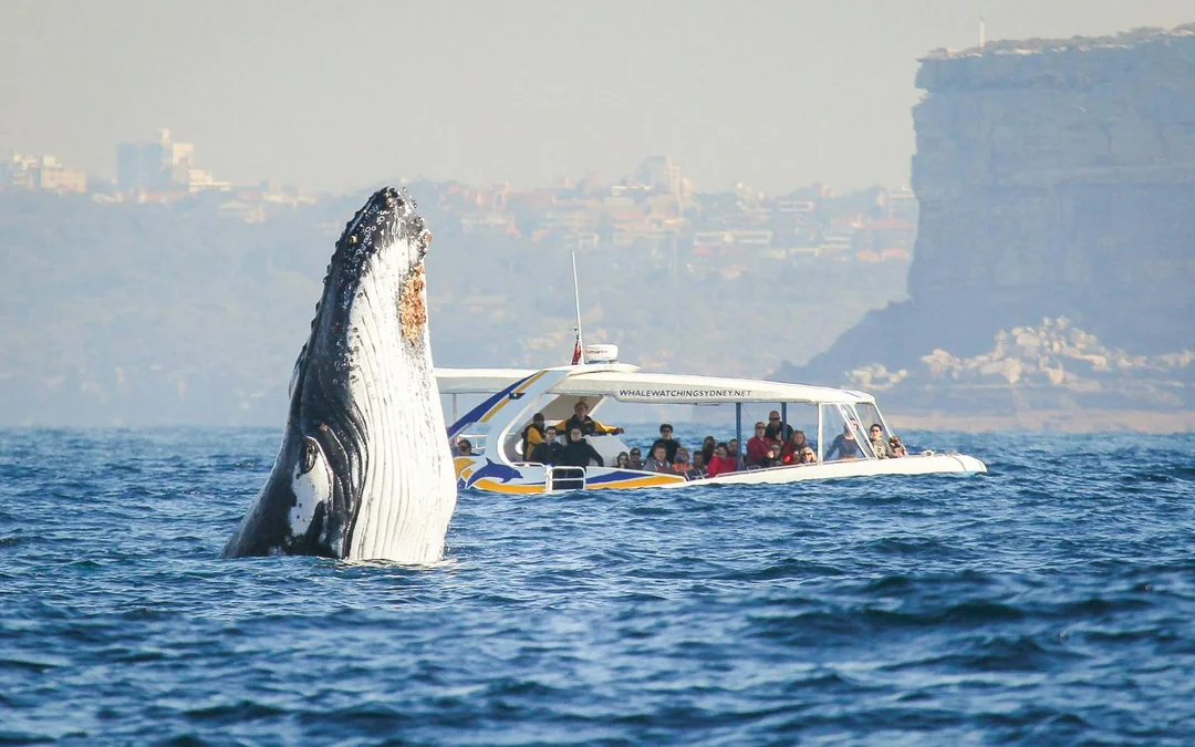 Combo [Save 4%]: Sydney Whale Watching Cruise + Taronga Zoo Tickets Image 2
