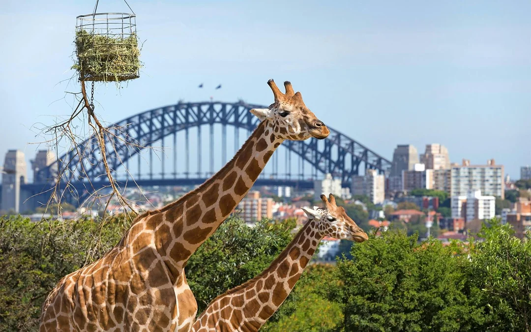 Combo [Save 4%]: Sydney Whale Watching Cruise + Taronga Zoo Tickets Image 4