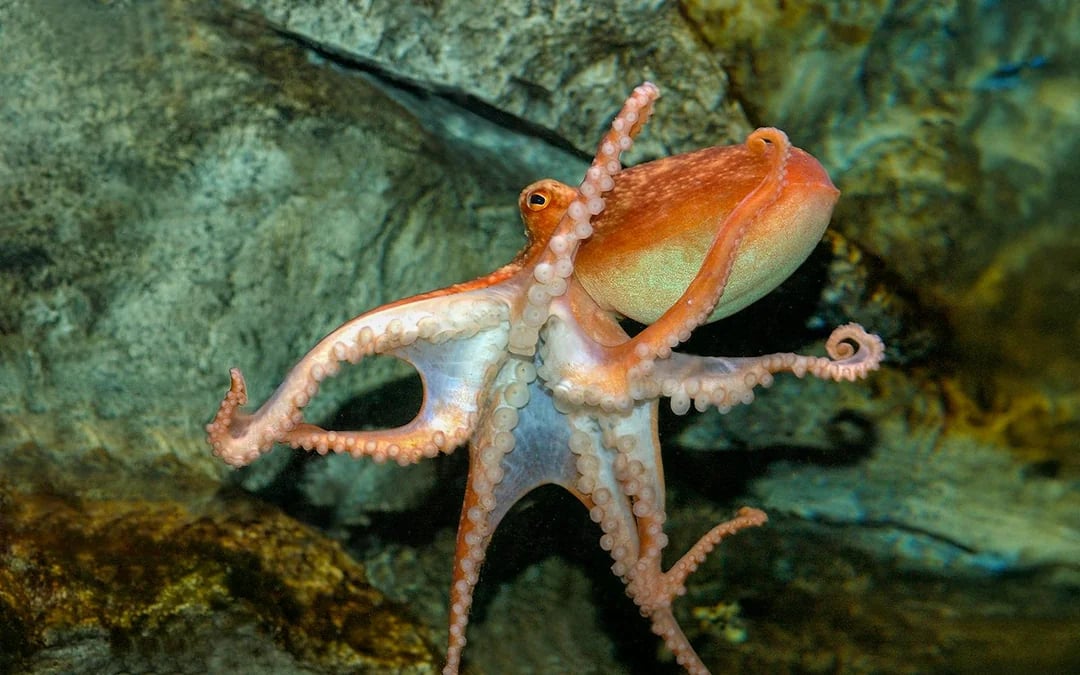 Combo (Save 43%): London Eye + Madame Tussauds London + SEA LIFE London Aquarium Tickets Image 12