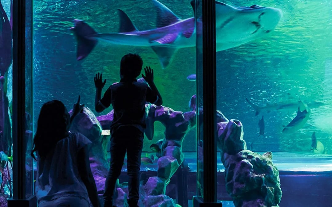 Combo (Save 43%): London Eye + Madame Tussauds London + SEA LIFE London Aquarium Tickets Image 7