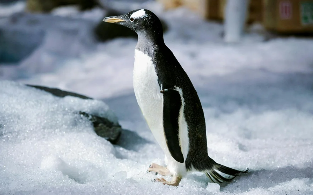 Combo: SEA LIFE Bangkok + Madame Tussauds Bangkok Tickets Image 2