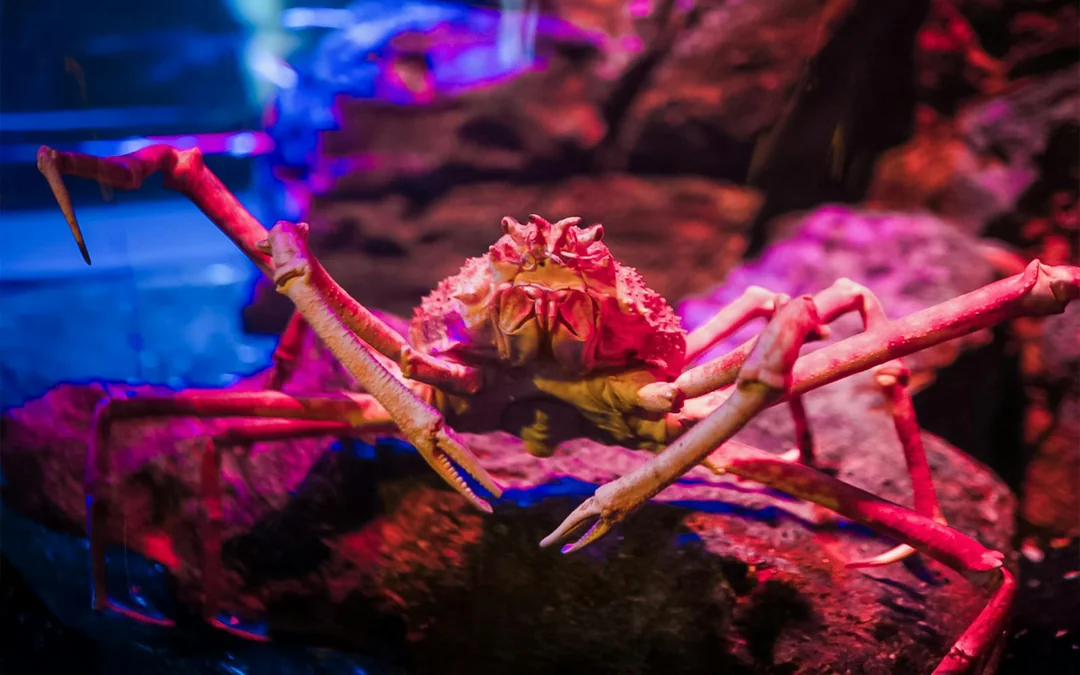 Combo: SEA LIFE Bangkok + Madame Tussauds Bangkok Tickets Image 12