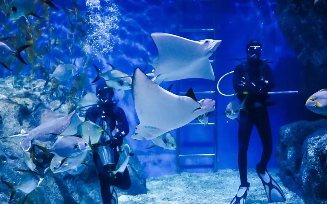 Combo: SEA LIFE Bangkok + Madame Tussauds Bangkok Tickets Image 9
