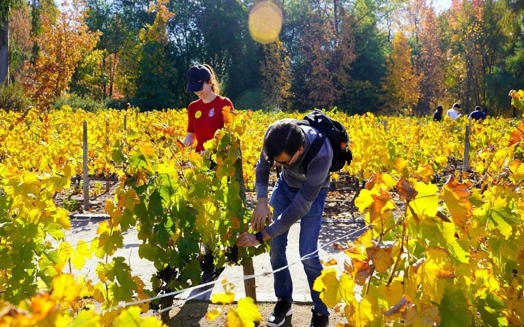 Concha y Toro Winery: Premium Experience at the Wine Center Image 6