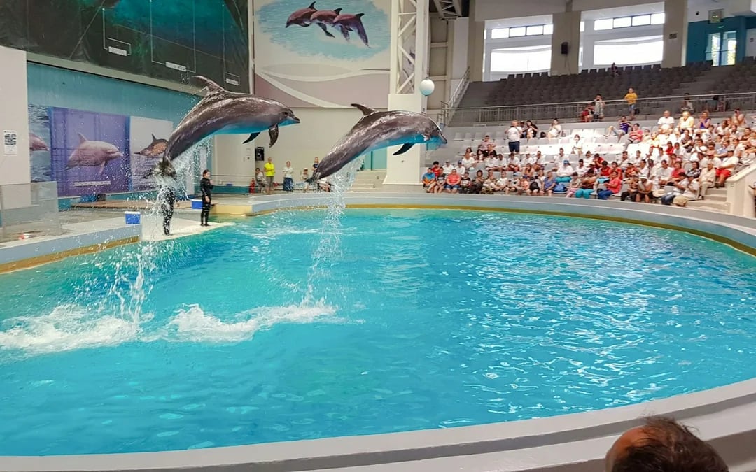Constanța: Dolphinarium Show Tickets, Microreservation Access & Hydrobike Rental Image 1