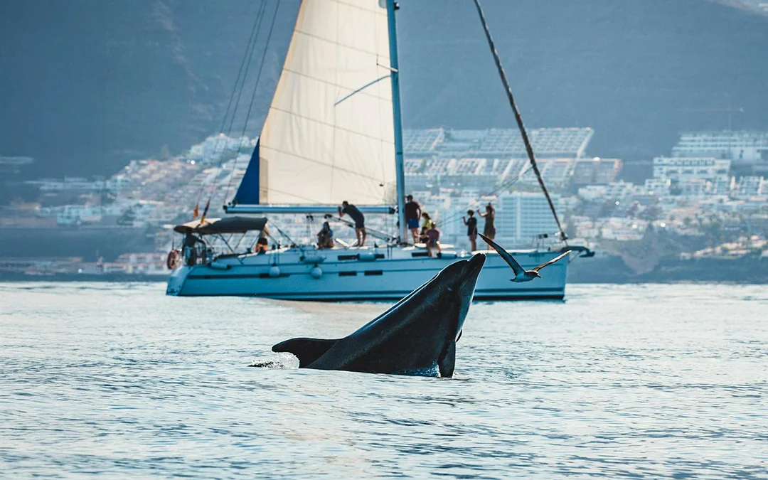 Costa Adeje: Private Whale & Dolphin Watching Cruise Cruise with Hotel Transfers Image 12