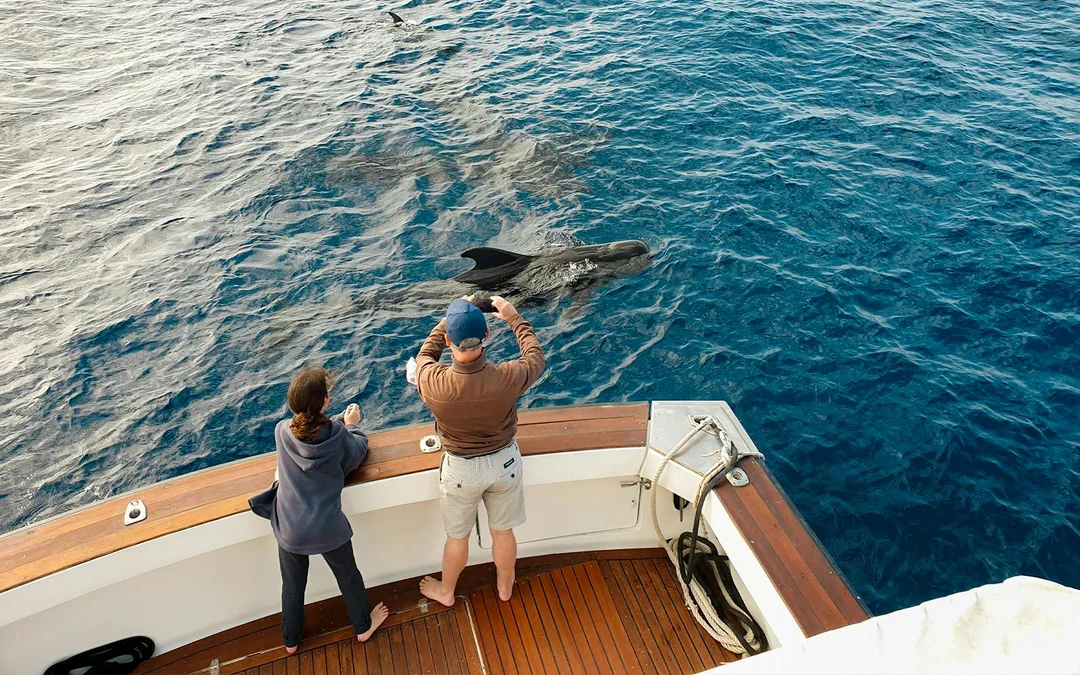 Costa Adeje: Private Whale & Dolphin Watching Cruise Cruise with Hotel Transfers Image 4