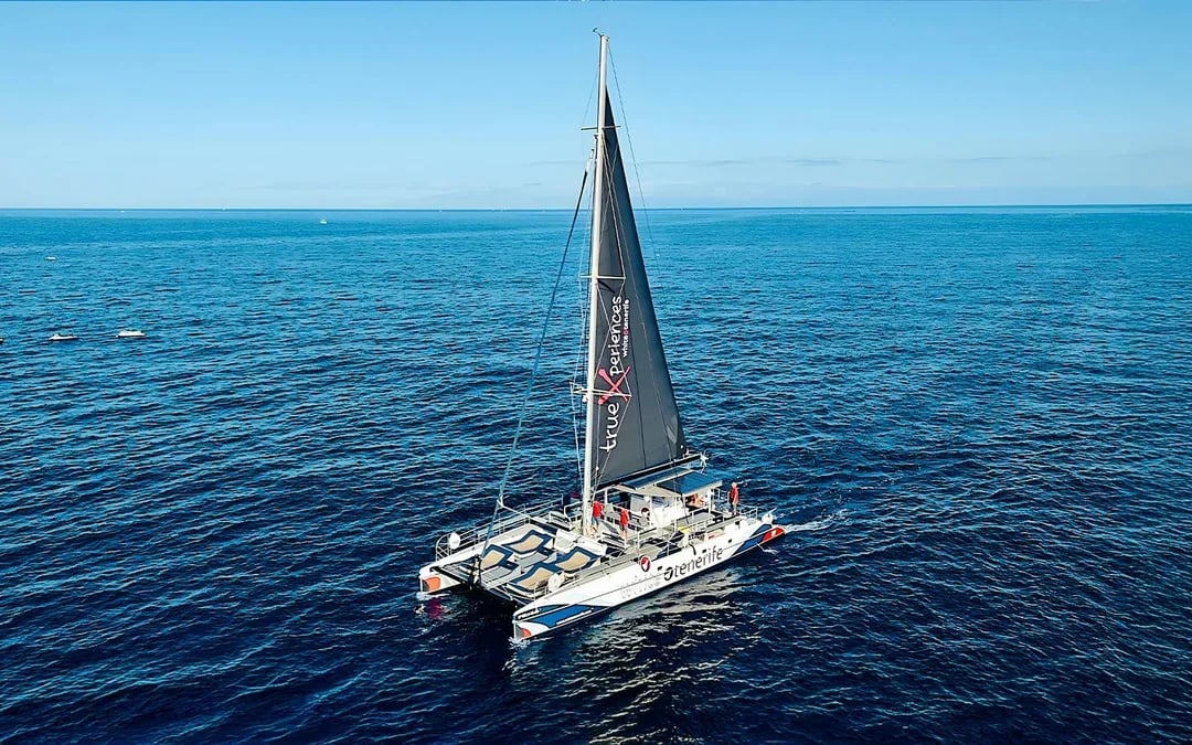 Costa Adeje: Whale & Dolphin Watching Cruise with Hotel Transfers Image 12