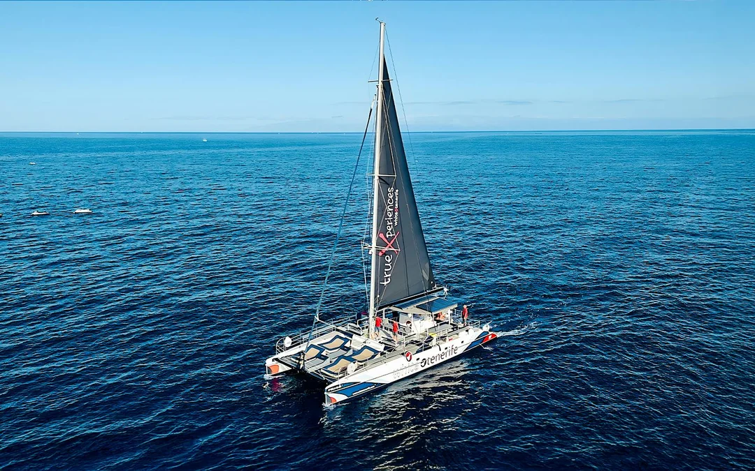 Costa Adeje: Whale & Dolphin Watching Cruise with Hotel Transfers Image 12