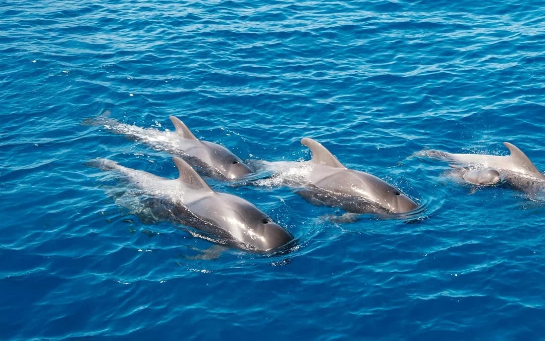 Costa Adeje: Whale & Dolphin Watching Cruise with Hotel Transfers Image 3