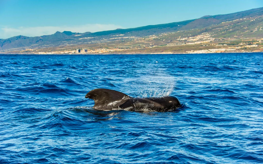 Costa Adeje: Whale & Dolphin Watching Cruise with Hotel Transfers Image 4