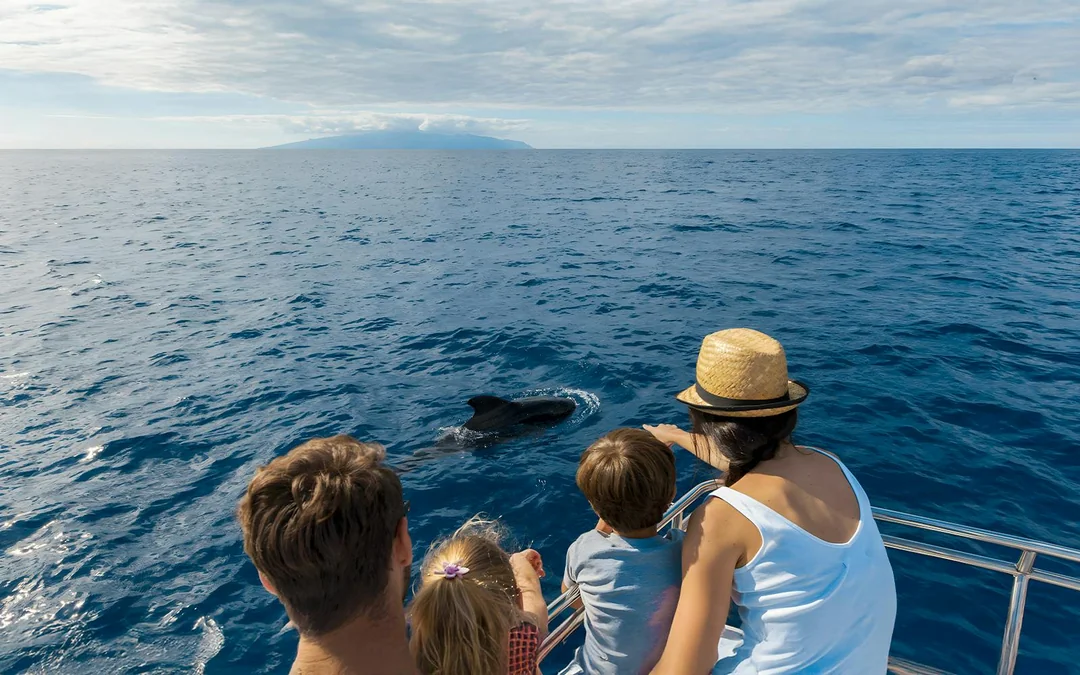 Costa Adeje: Whale & Dolphin Watching Cruise with Hotel Transfers Image 5