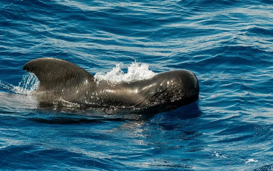 Costa Adeje: Whale & Dolphin Watching Cruise with Hotel Transfers Image 8
