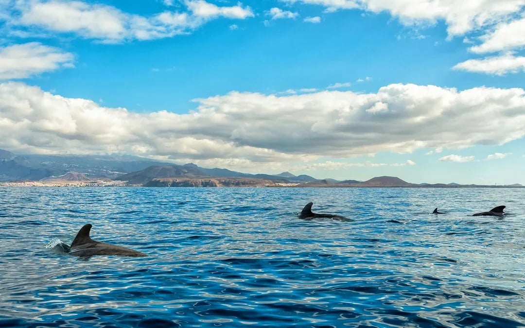 Costa Adeje: Whale & Dolphin Watching Cruise with Hotel Transfers Image 9