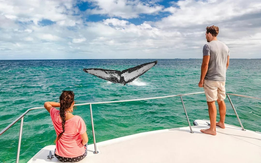 Costa Adeje: Whale & Dolphin Watching Cruise with Hotel Transfers Image 10