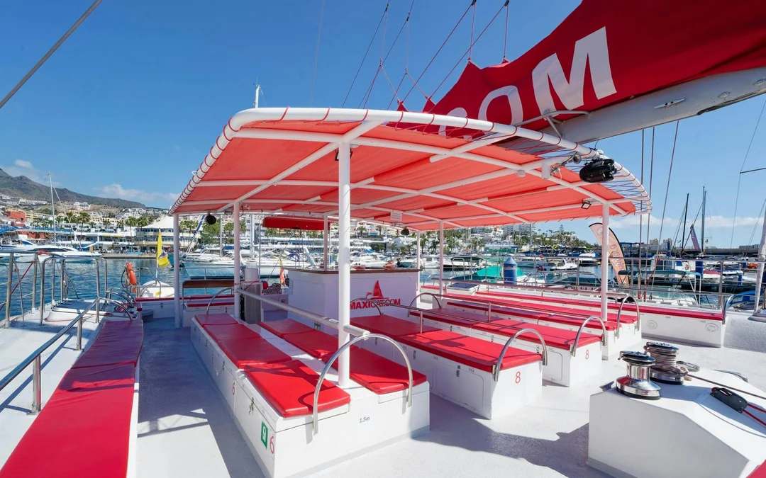 Costa Adeje: Whale & Dolphin Watching Cruise  Image 11