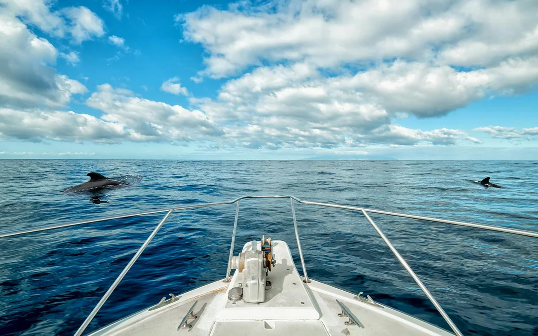 Costa Adeje: Whale & Dolphin Watching Cruise  Image 3