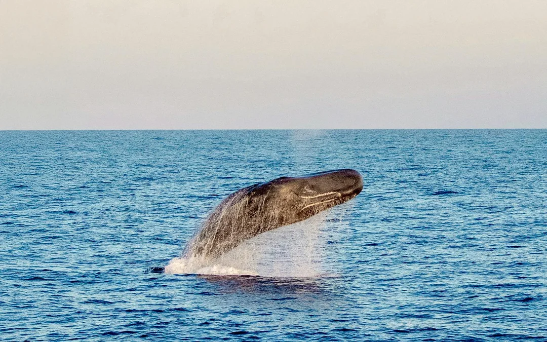Costa Adeje: Whale & Dolphin Watching Cruise  Image 5