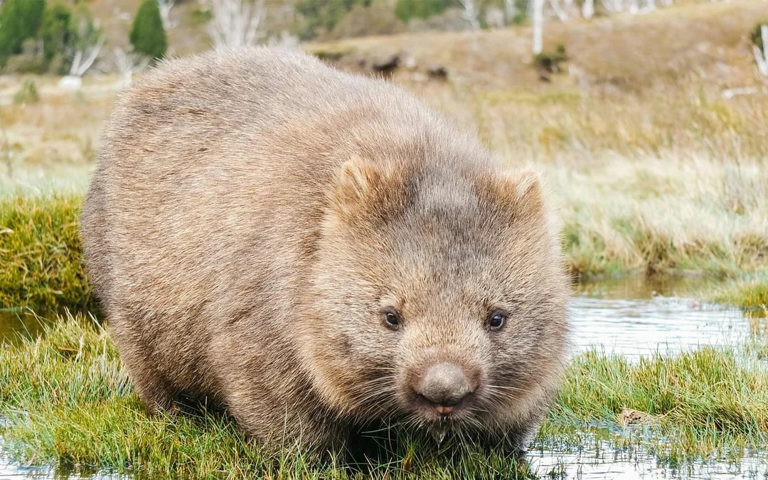 Cradle Mountain National Park Guided Walking Tour Image 6