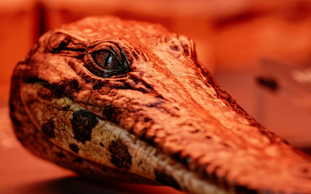Croc! Lost Giants to Living Legends Exhibition at Queensland Museum Image 4