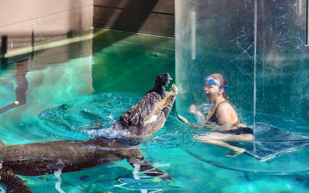 Crocosaurus Cove Tickets with Cage of Death Experience Image 1