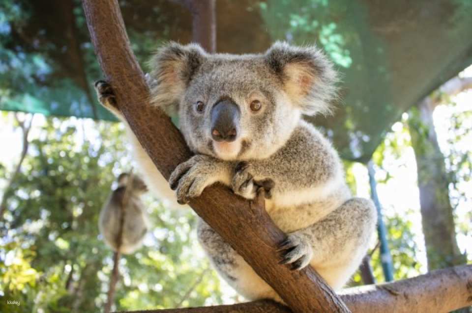Currumbin Wildlife Sanctuary Ticket | Gold Coast