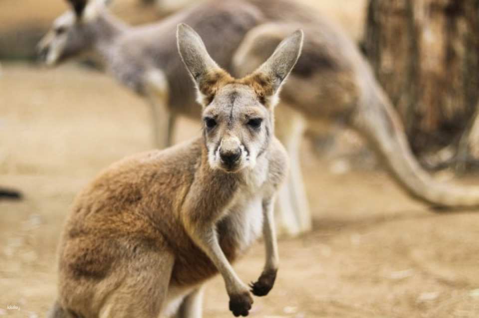 Currumbin Wildlife Sanctuary Ticket | Gold Coast