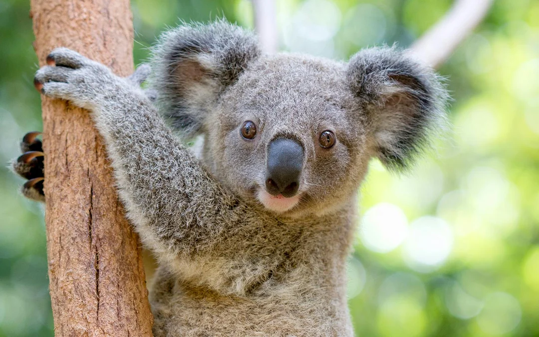 Currumbin Wildlife Sanctuary Tickets Image 5