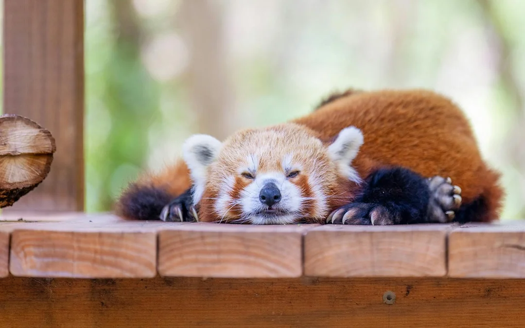 Currumbin Wildlife Sanctuary Tickets Image 8