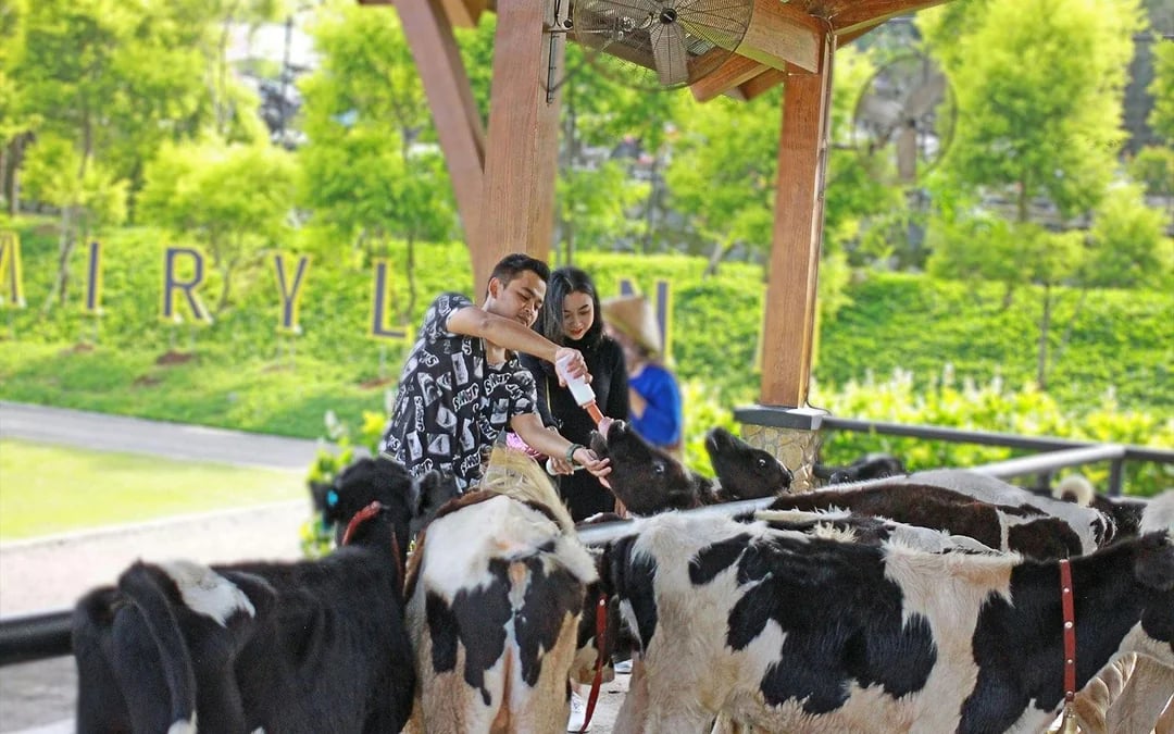 Dairyland Riverside Puncak Tickets Image 2