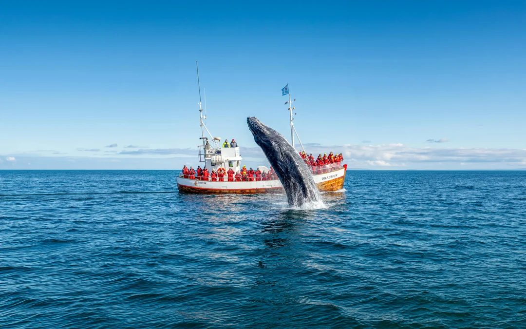 Dalvik: Whale Watching in Northern Iceland Image 1