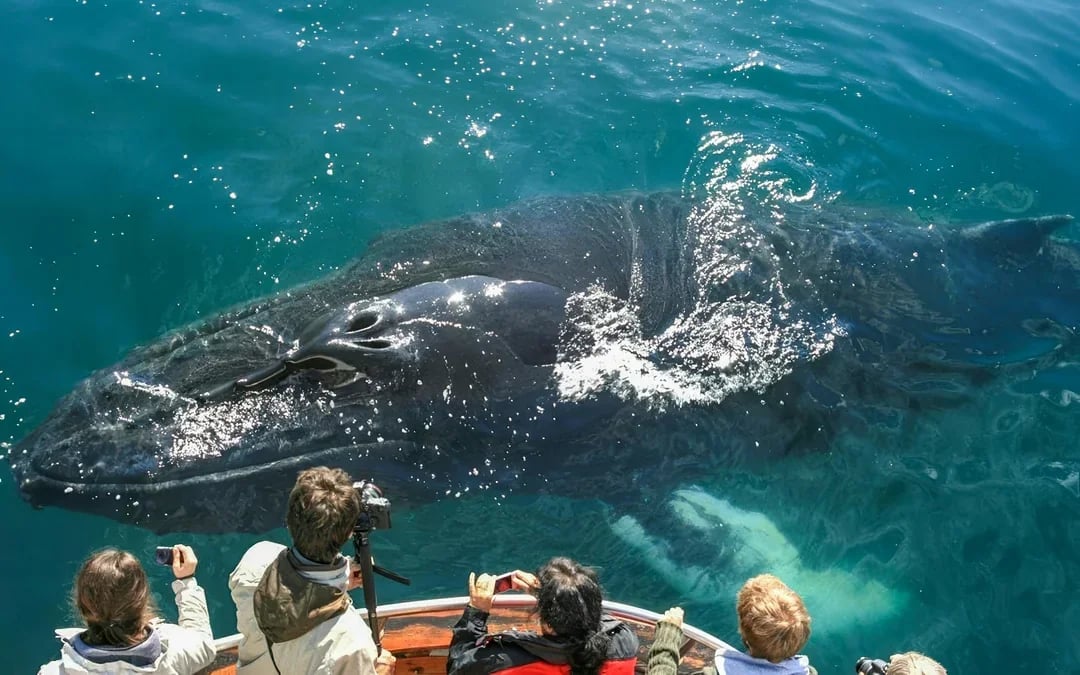 Dalvik: Whale Watching in Northern Iceland Image 2