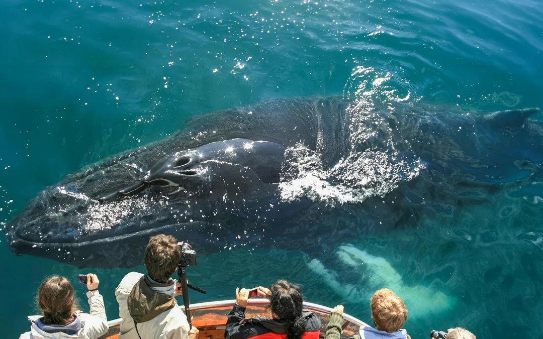 Dalvik: Whale Watching in Northern Iceland Image 2