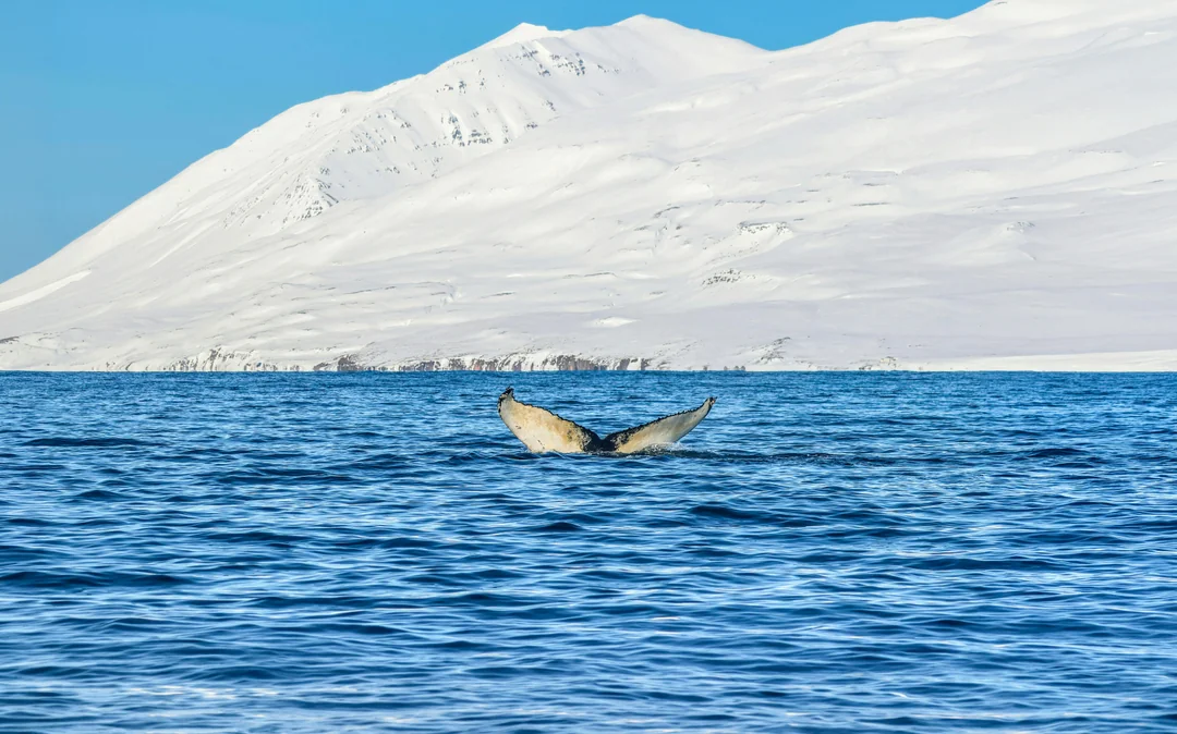 Dalvik: Whale Watching in Northern Iceland Image 3