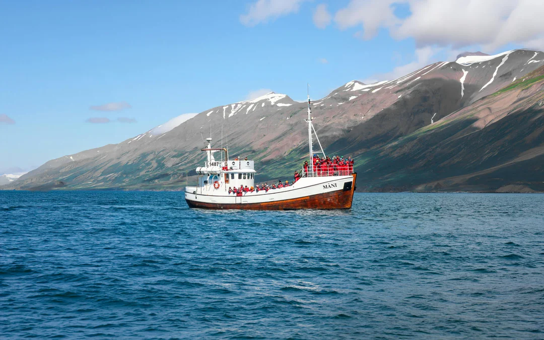 Dalvik: Whale Watching in Northern Iceland Image 4