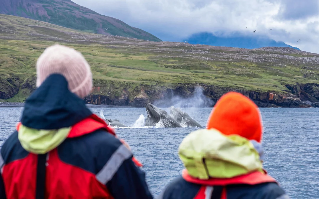 Dalvik: Whale Watching in Northern Iceland Image 5