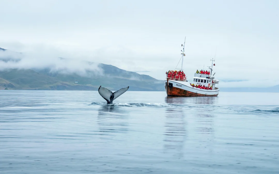 Dalvik: Whale Watching in Northern Iceland Image 6