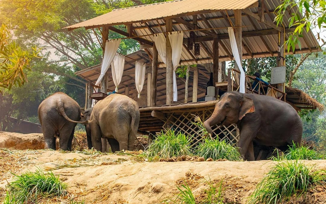 Damnoen Saduak Floating Market & Bangkok Elephant Camp Full-Day Guided Tour Image 3