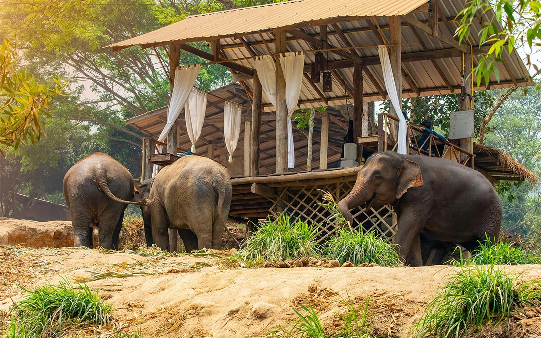 Damnoen Saduak Floating Market & Bangkok Elephant Camp Full-Day Guided Tour Image 3