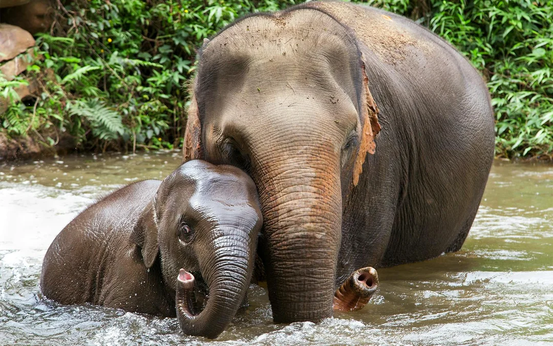 Damnoen Saduak Floating Market & Bangkok Elephant Camp Full-Day Guided Tour Image 5
