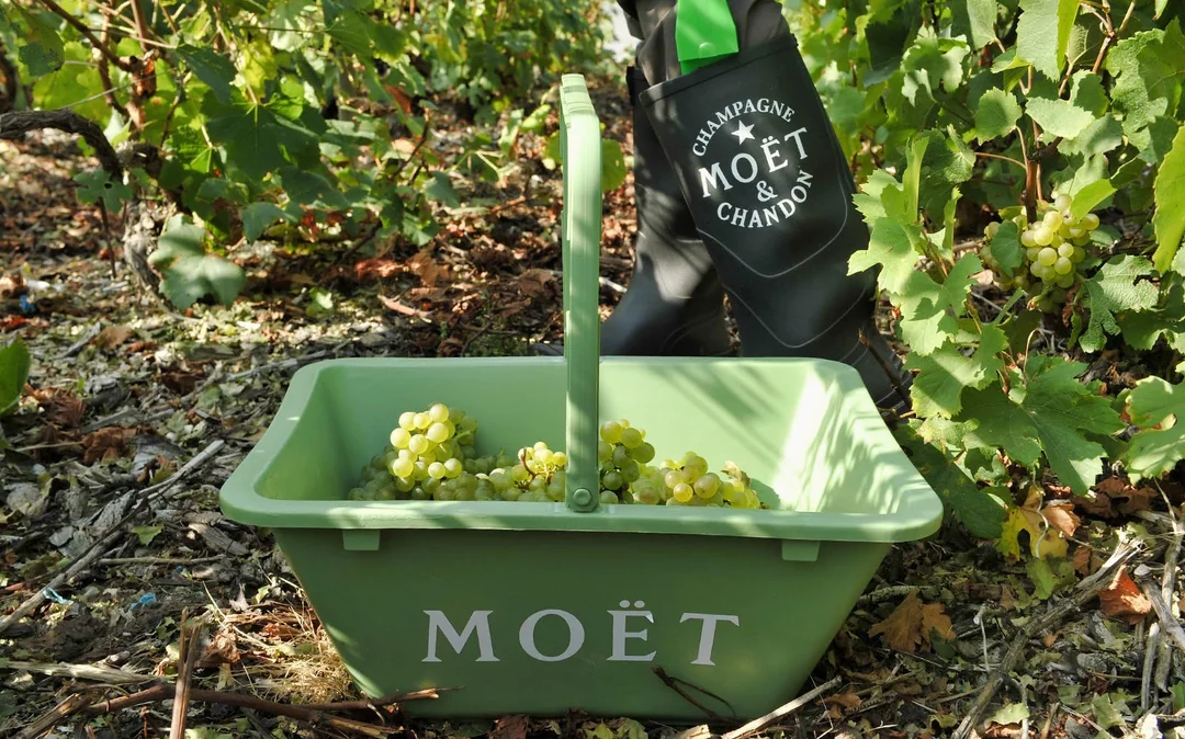 Day Trip to Champagne Region from Paris including Moët Chandon, Hautvillers and a Family Winery Image 2