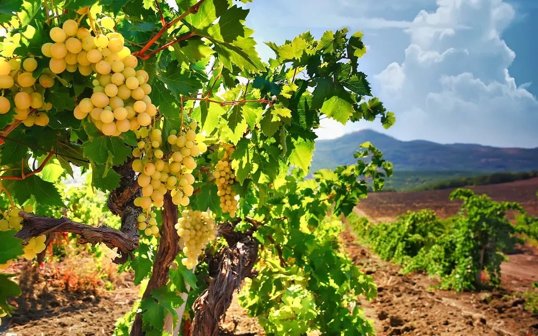 Day Trip to Champagne Region from Paris including Moët Chandon, Hautvillers and a Family Winery Image 5