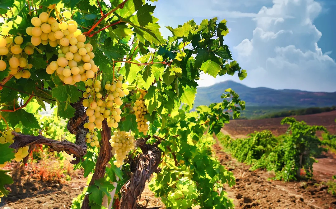 Day Trip to Champagne Region from Paris including Moët Chandon, Hautvillers and a Family Winery Image 5