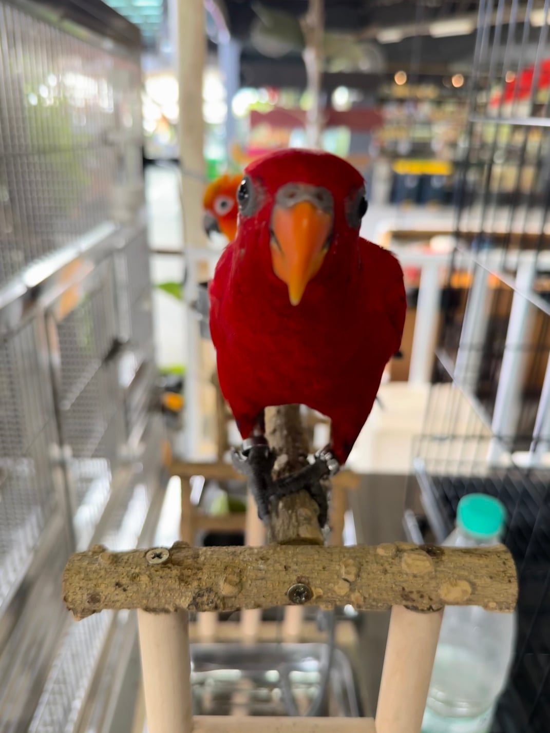 Desaru Fruit Farm Indoor Petting Corner