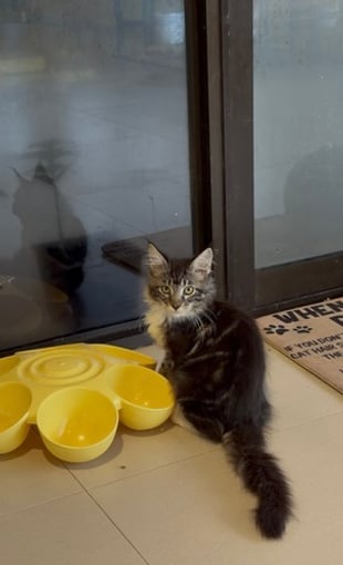 Desaru Fruit Farm Indoor Petting Corner