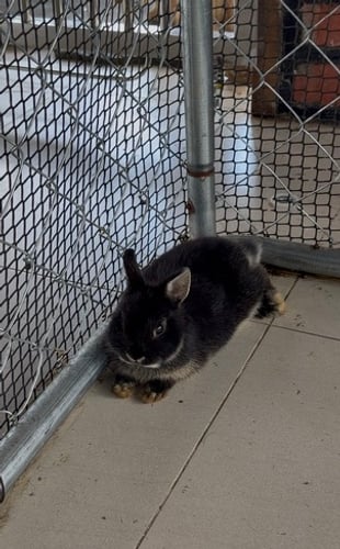 Desaru Fruit Farm Indoor Petting Corner