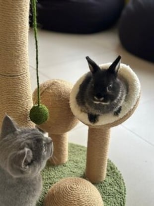 Desaru Fruit Farm Indoor Petting Corner