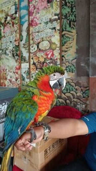 Desaru Fruit Farm Indoor Petting Corner